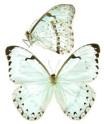 Mint Morpho Butterfly Earrings - Top Wings - Sage Moon